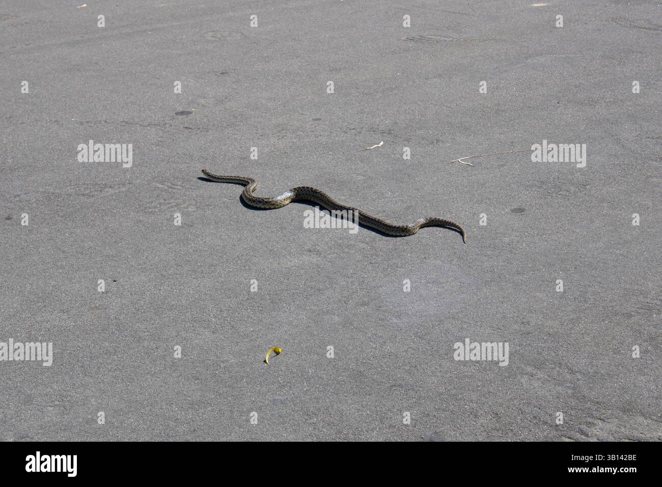 Western diamondback rattlesnake slithering along hi-res stock ...