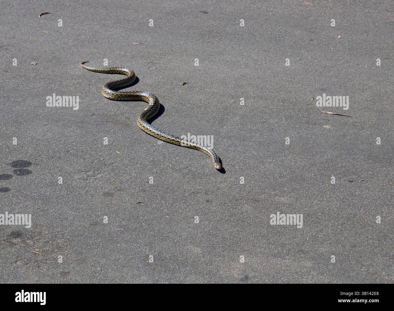 Western diamondback rattlesnake slithering along hi-res stock ...