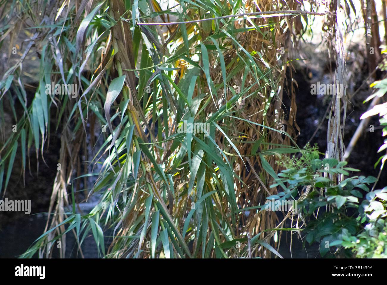 long green leaves on tree Stock Photo