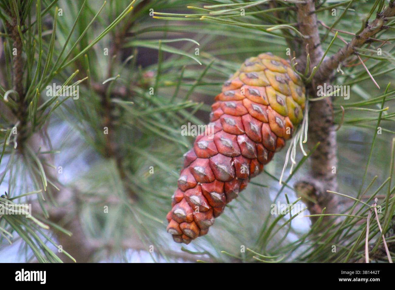 red and yellow gradient pine cone on tree Stock Photo