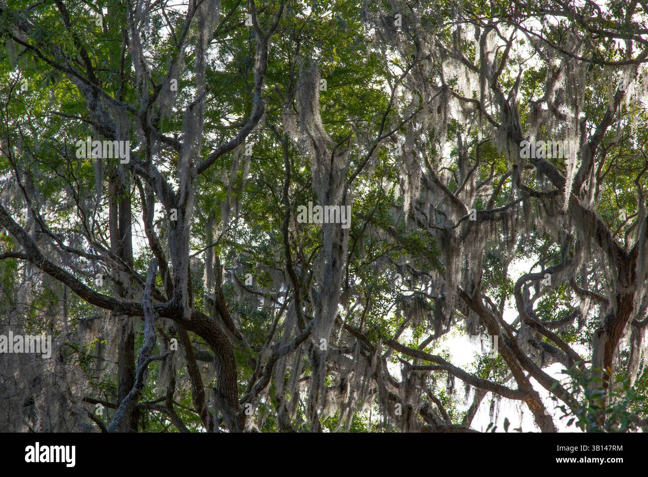 Beautiful Spanish Moss hanging from a tree in Florida Stock Photo