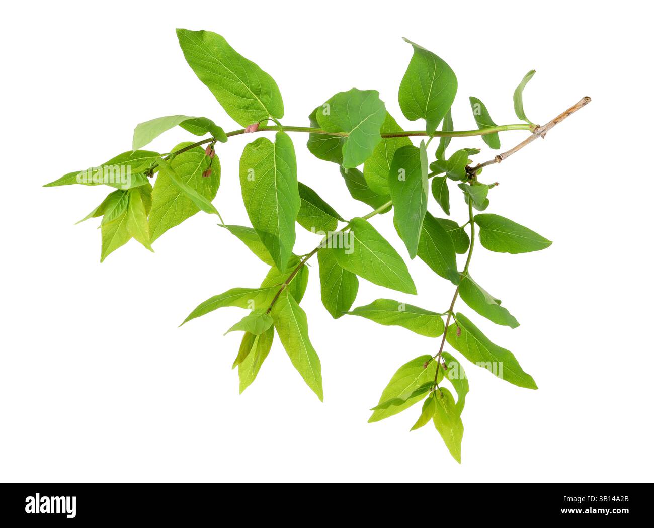 Branch of hackberry tree isolated on white Stock Photo