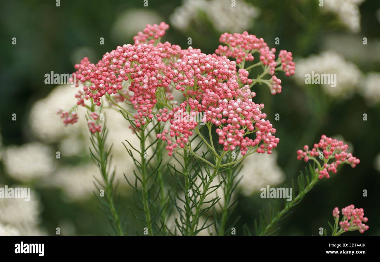 Native Rice Flower Ozothamnus hi-res stock photography and images - Alamy