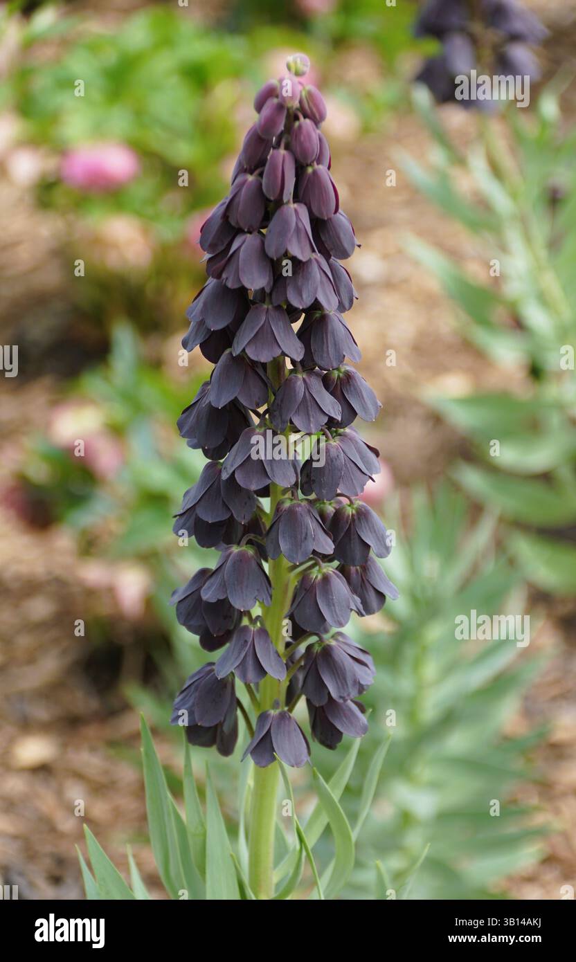 A cluster of rich, dark purple bell-shaped blooms of Fritillaria persica ascends the stem. Stock Photo