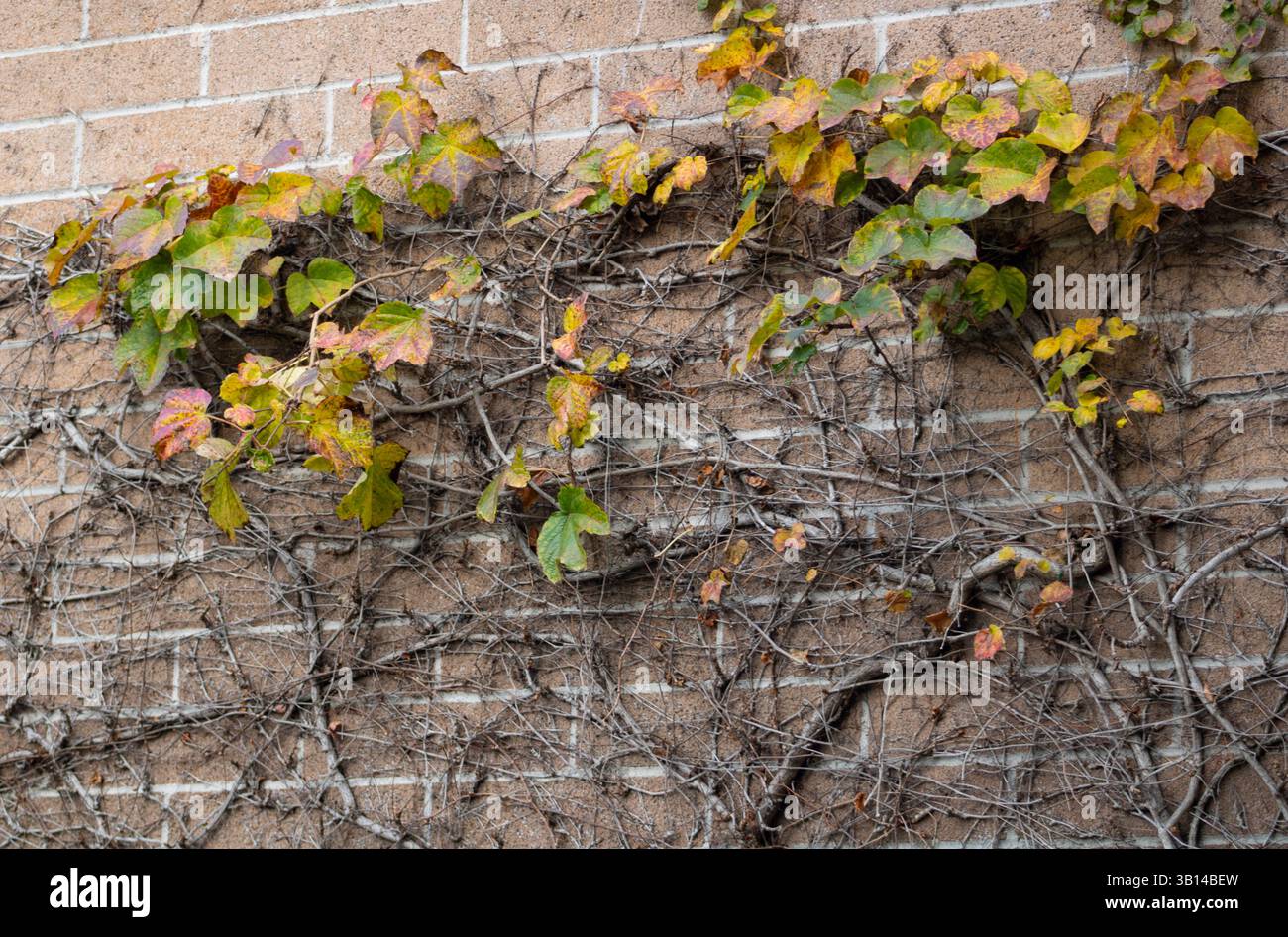 ivy branches growing across brick wall Stock Photo
