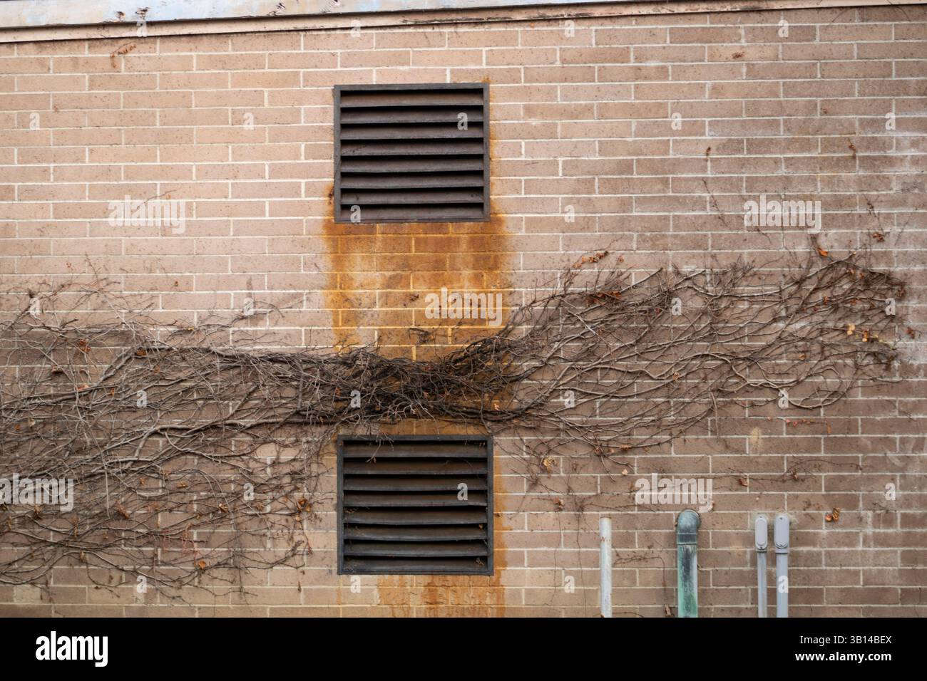 ivy branches growing across brick wall Stock Photo