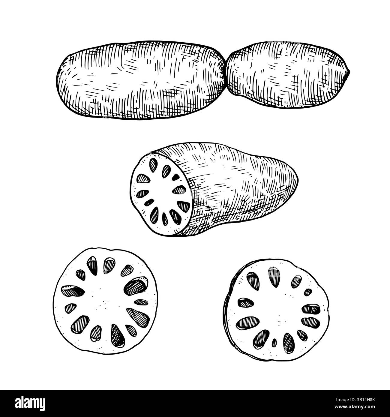 Ink Drawn Roots Ink drawing of lotus root. Vector black and white illustration Stock ...