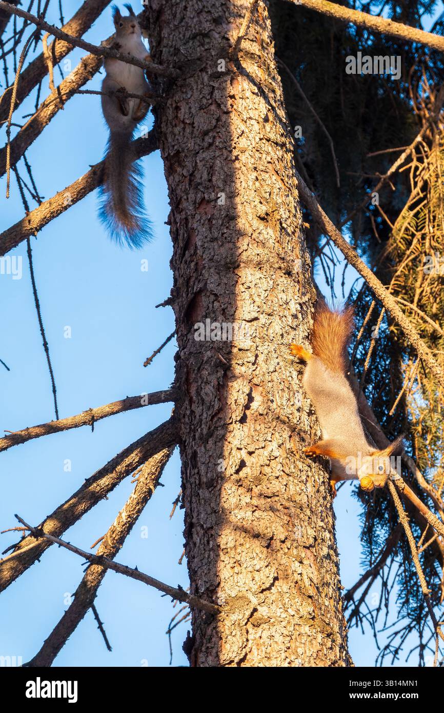 Two squirrels with fluffy tails on the trunk of an old tree. Two Red squirrels chasing each other around a tree. Red squirrels play with each other. Stock Photo