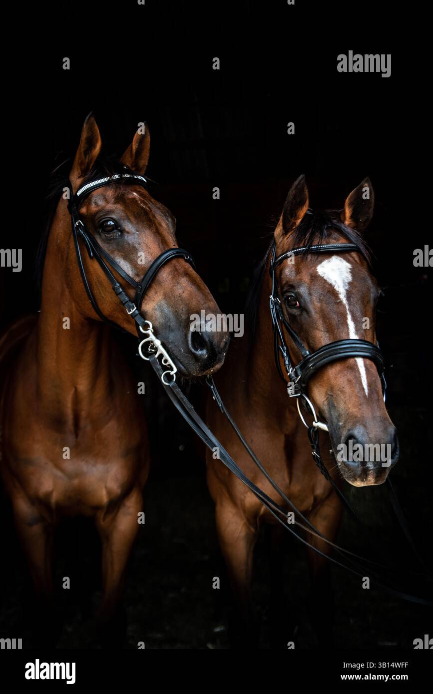 portrait of two ex race horses Stock Photo