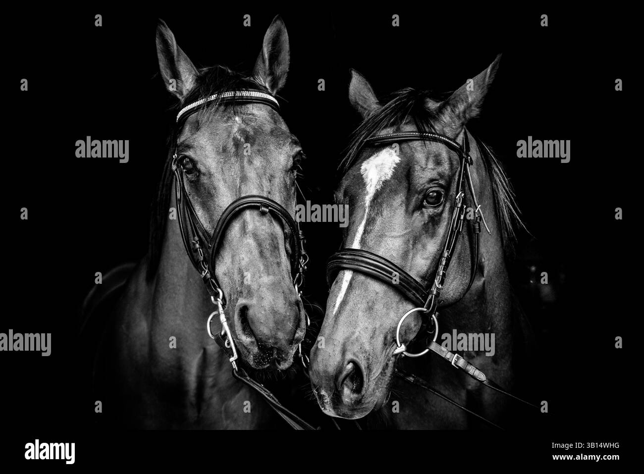portrait of two ex race horses Stock Photo