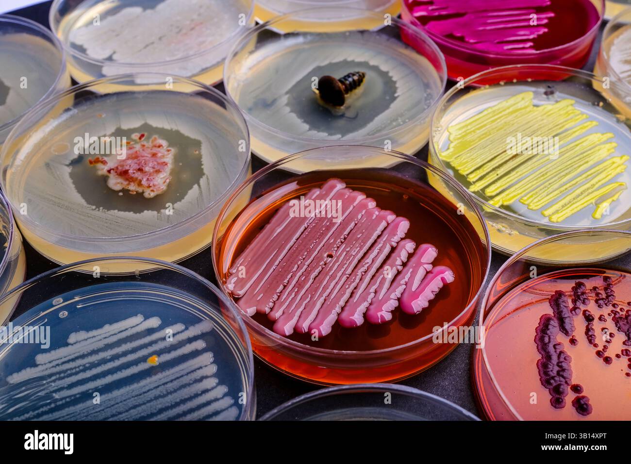 Many Bacteria Bacteria gram positive and negative hi-res stock photography and images ...