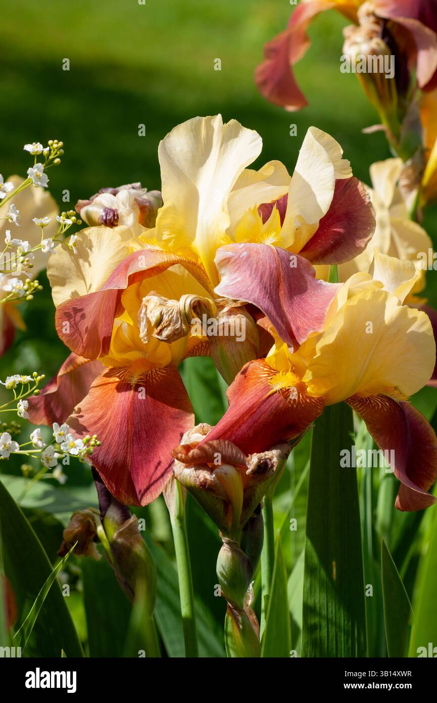 Stem Of Iris Germanica Supreme Sultan Showing Multiple Blooms With stem-of-iris-germanica-supreme-sultan-showing-multiple-blooms-with