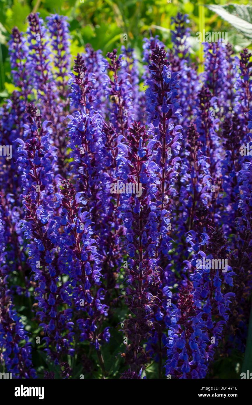 Salvia sylvestris in formal garden hi-res stock photography and images ...