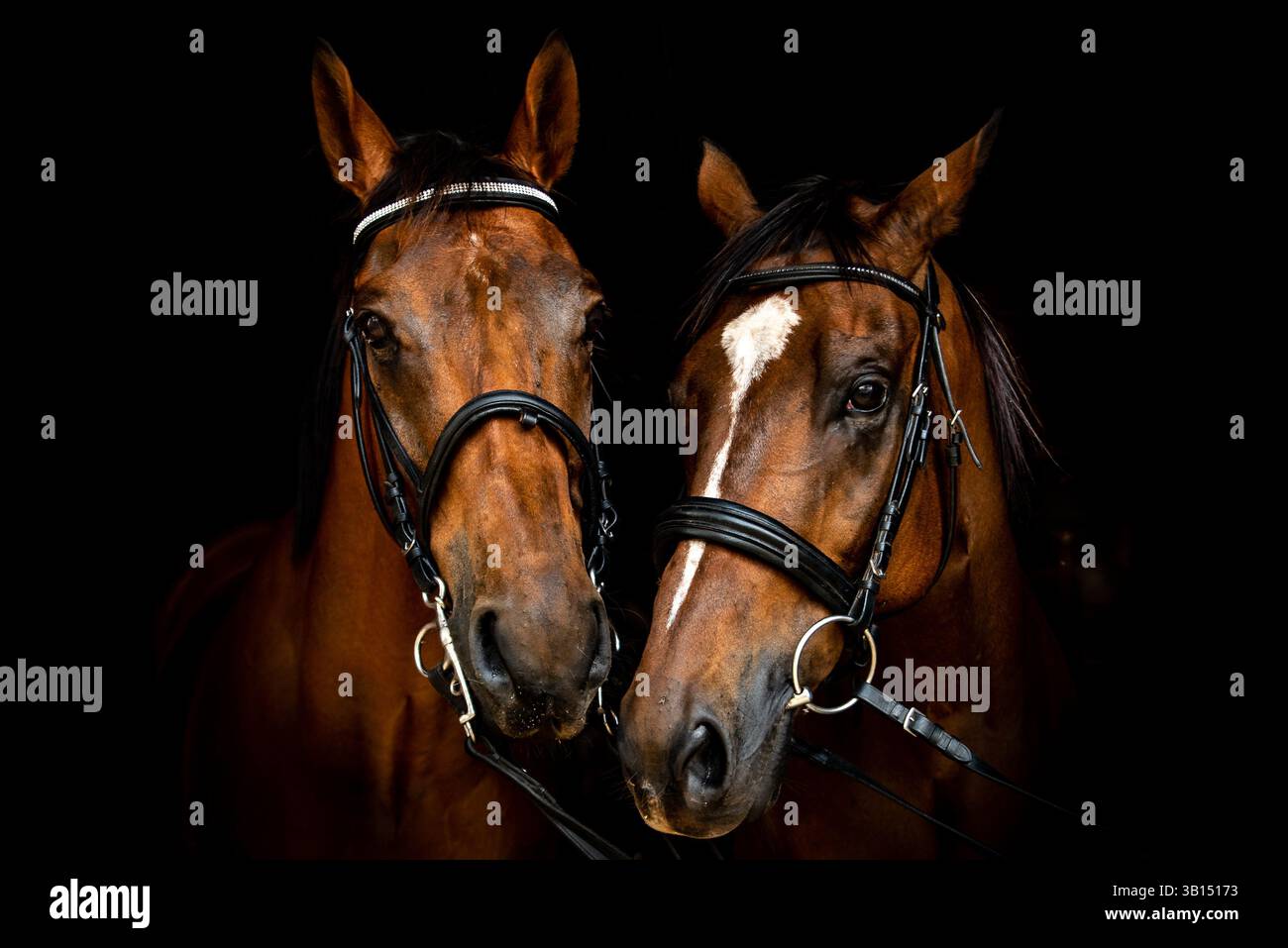 portrait of two ex race horses Stock Photo