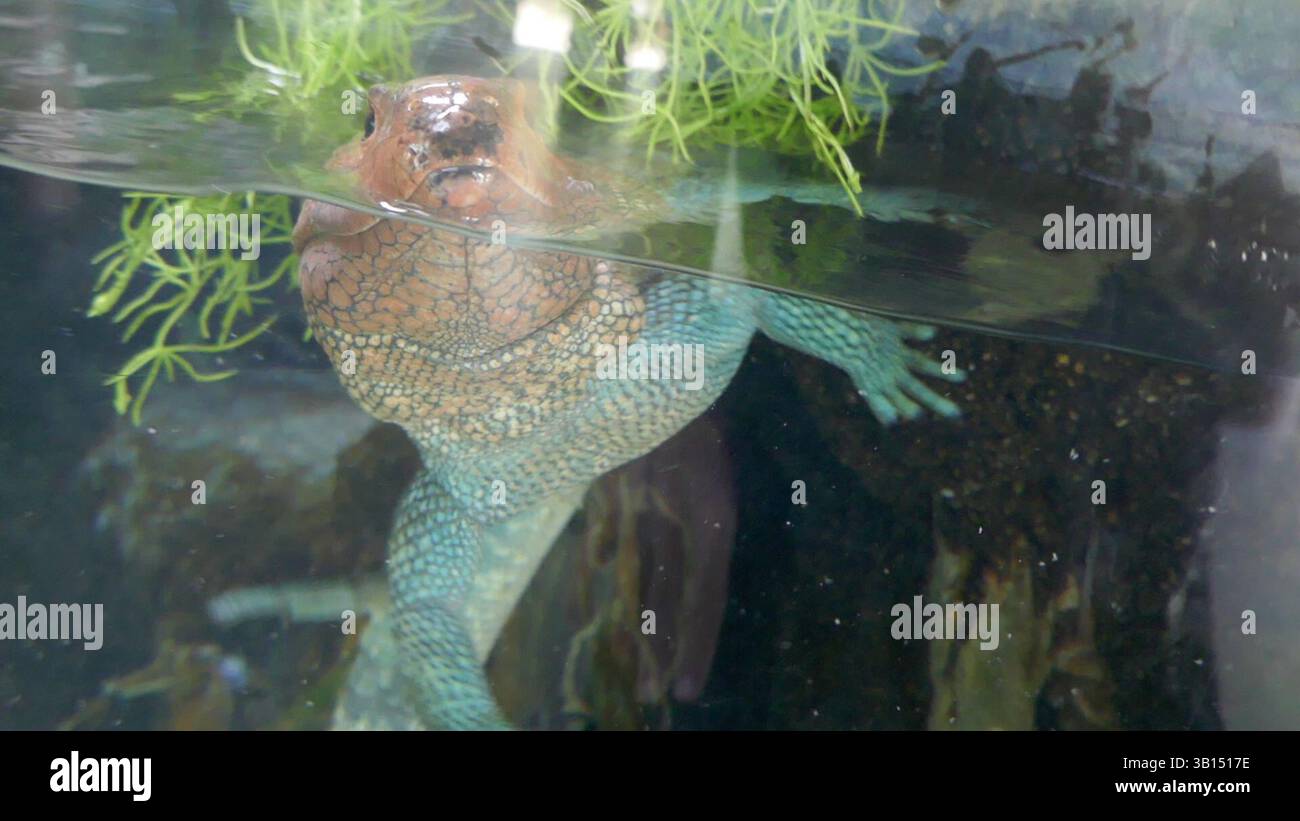 April Lizard Los Angeles, California, USA 22nd April 2025 Caiman Lizard in ...