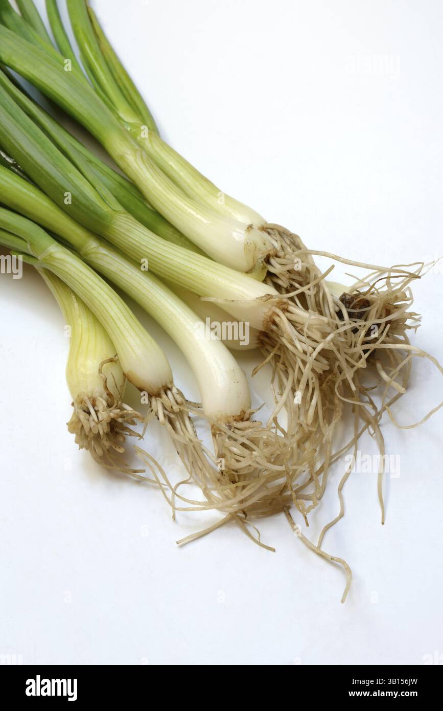 Spring Onion With Roots Spring onion with roots, Onion Stock Photo - Alamy