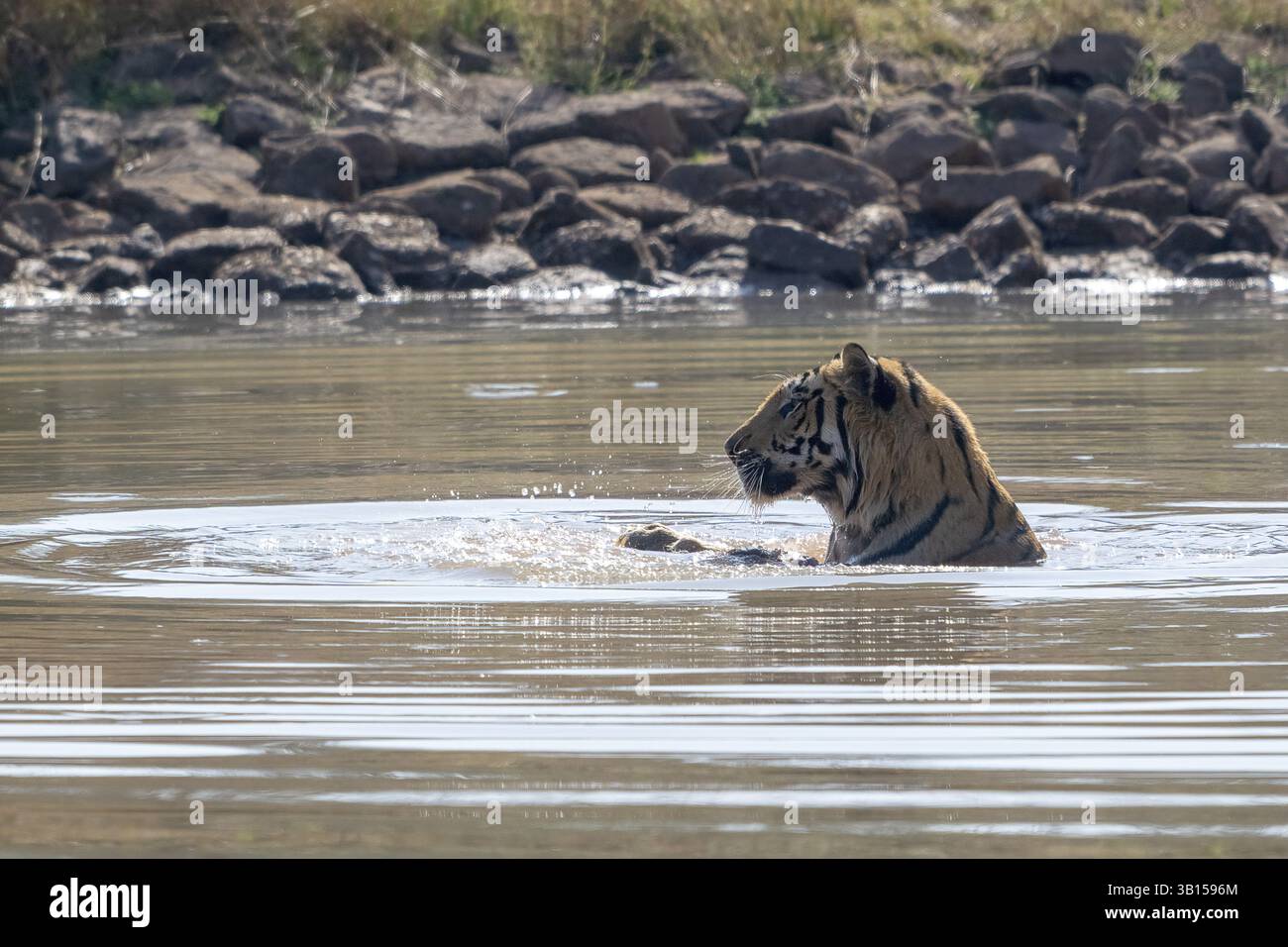 Engared Water Tiger (Panthera tigris), Bengal tiger or Indian tiger, big cat ...
