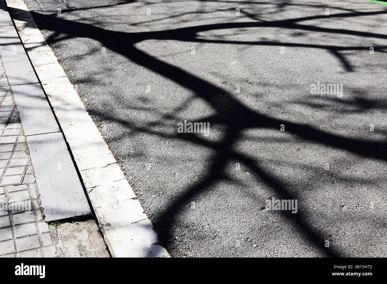 Shadow of a tree on the asphalt. Stock Photo