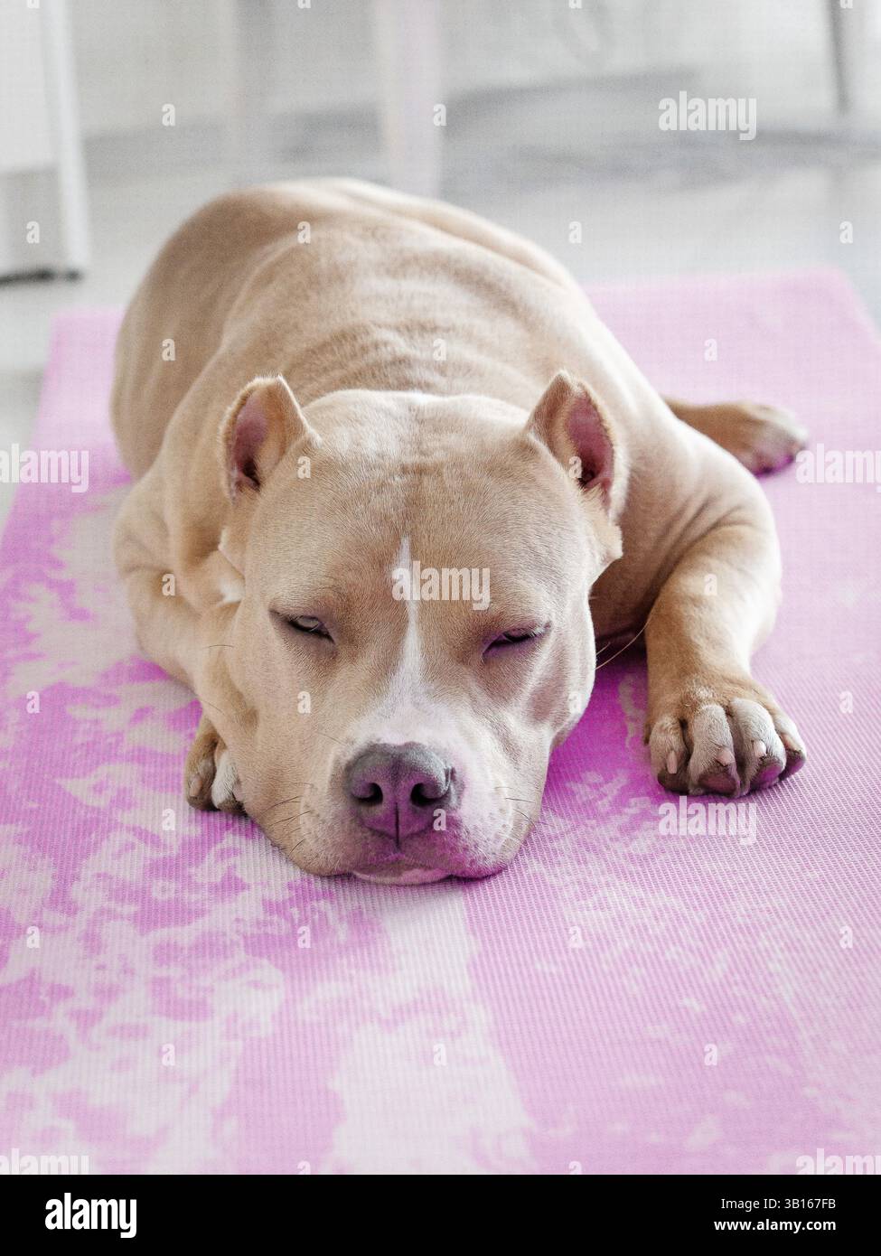 Blå Staffordshire bullterrier fleecetäcke - Staffordshire Bull Terrier 1935®, image size:975x1390