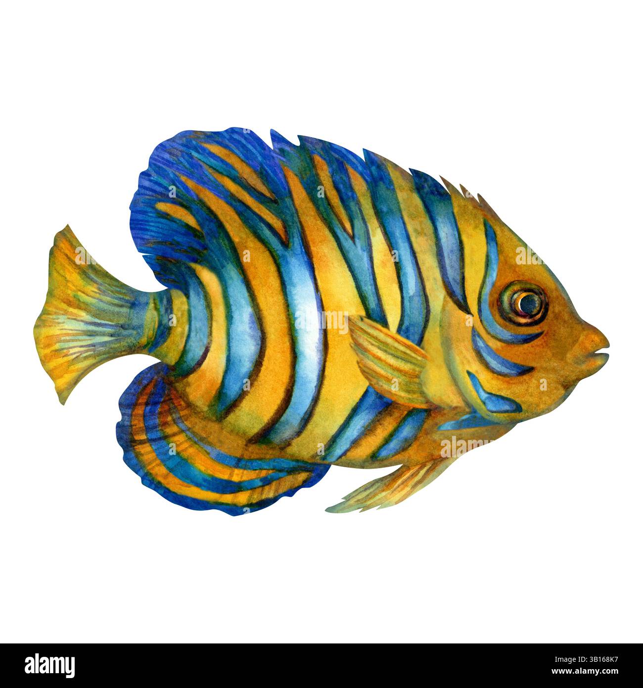 Bright tropical fish with blue, yellow stripes, coral reef inhabitant ...