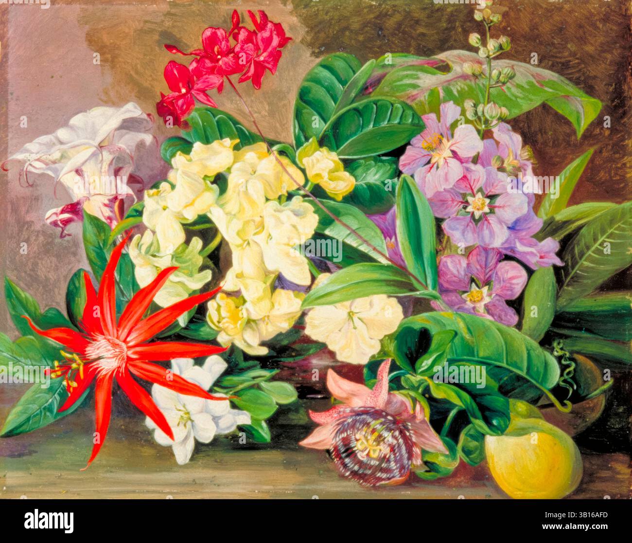 Marianne North Hi res Stock Photography And Images Alamy marianne-north-hi-res-stock-photography-and-images-alamy