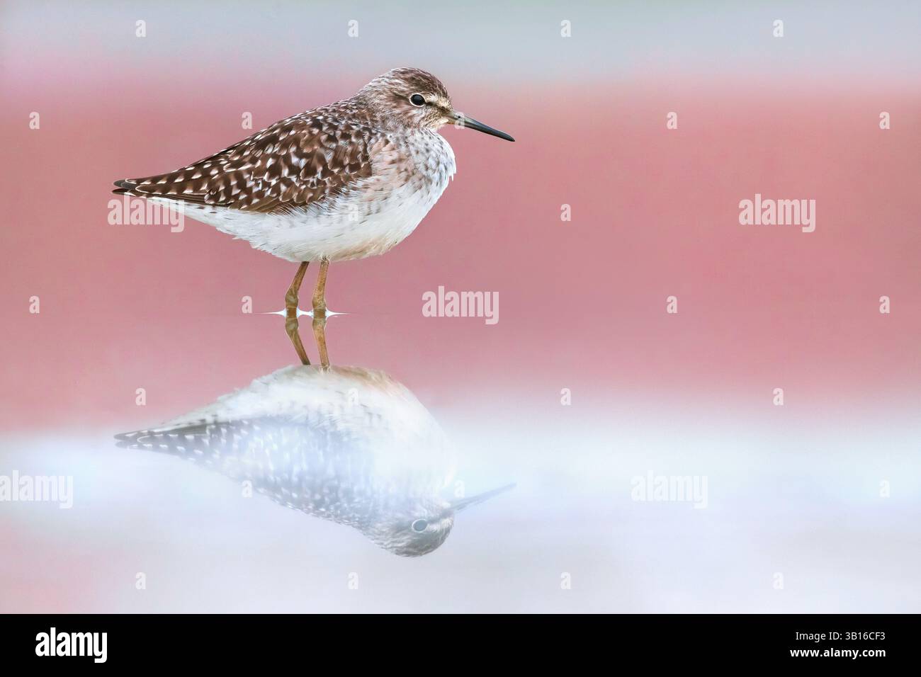wood sandpiper (Tringa glareola), standing in shallow water, Italy, Tuscany Stock Photo