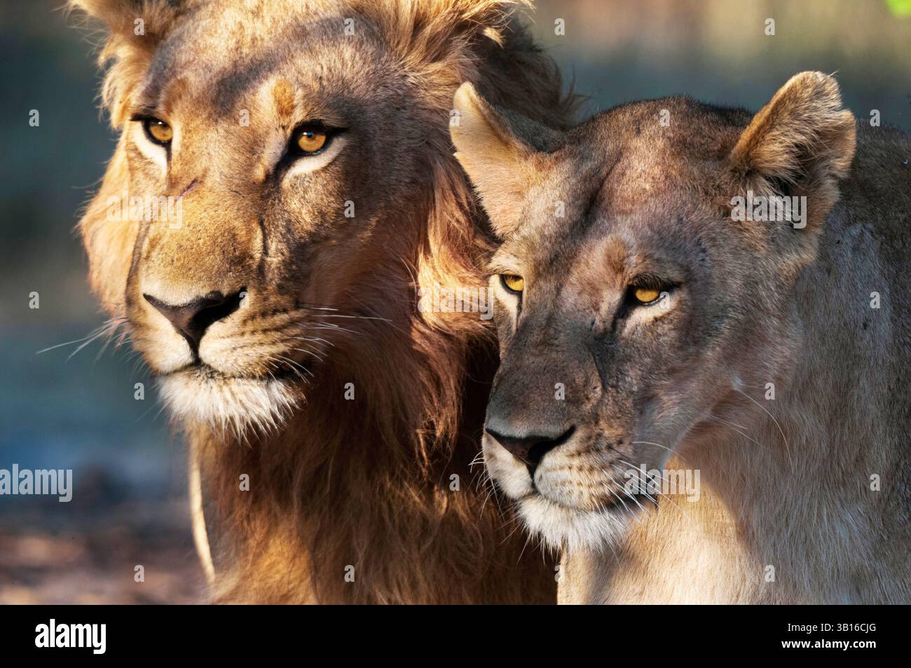lion (Panthera leo), pair of lions, portrait, Botswana, Moremi Game ...