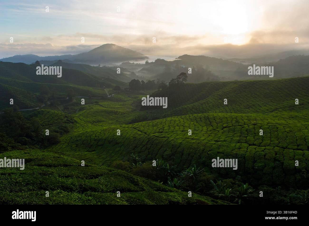 The BOH (Best Of Highlands) tea plantation sits at 4,935 feet above sea ...
