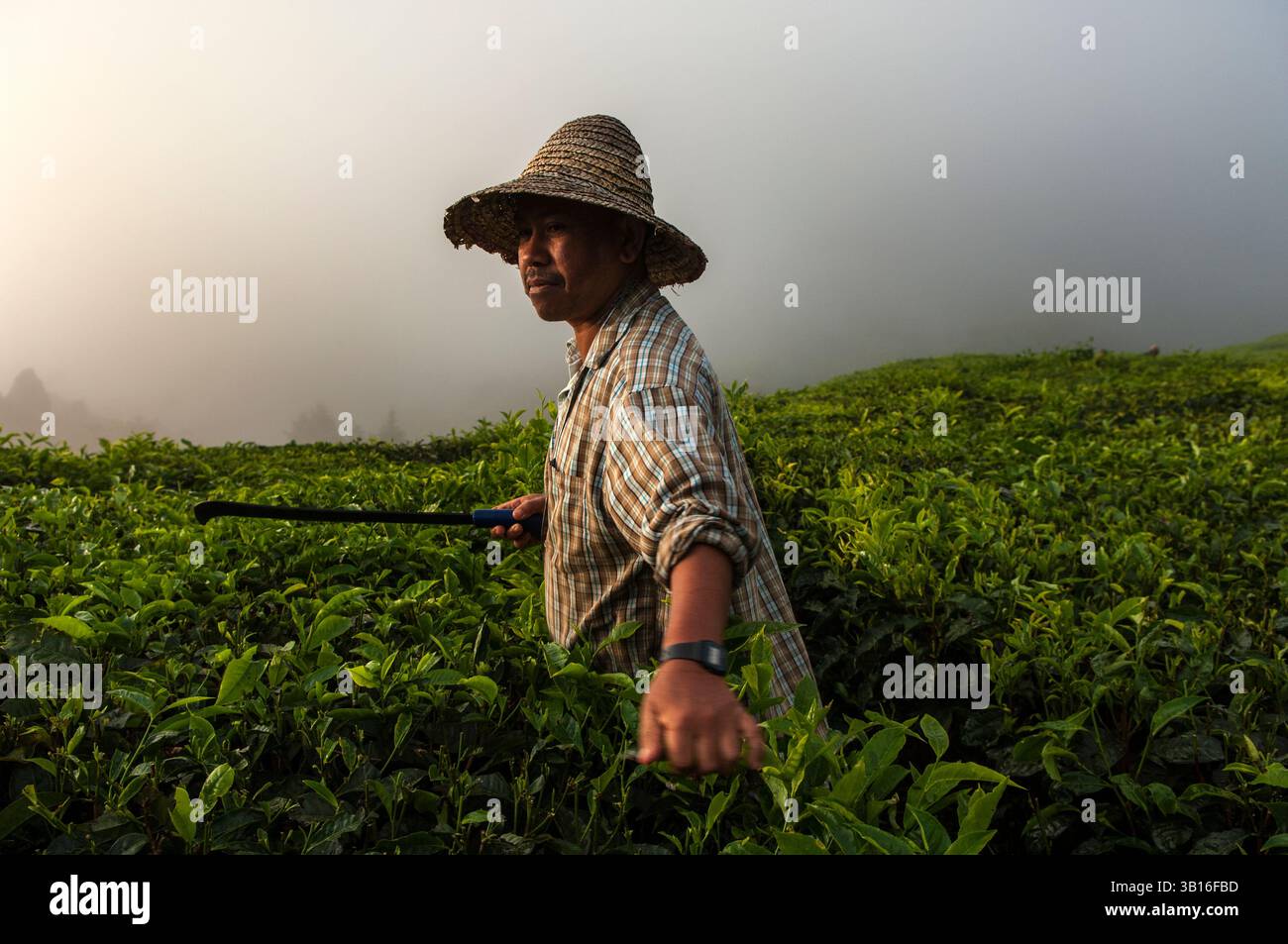 The BOH (Best Of Highlands) tea plantation sits at 4,935 feet above sea ...