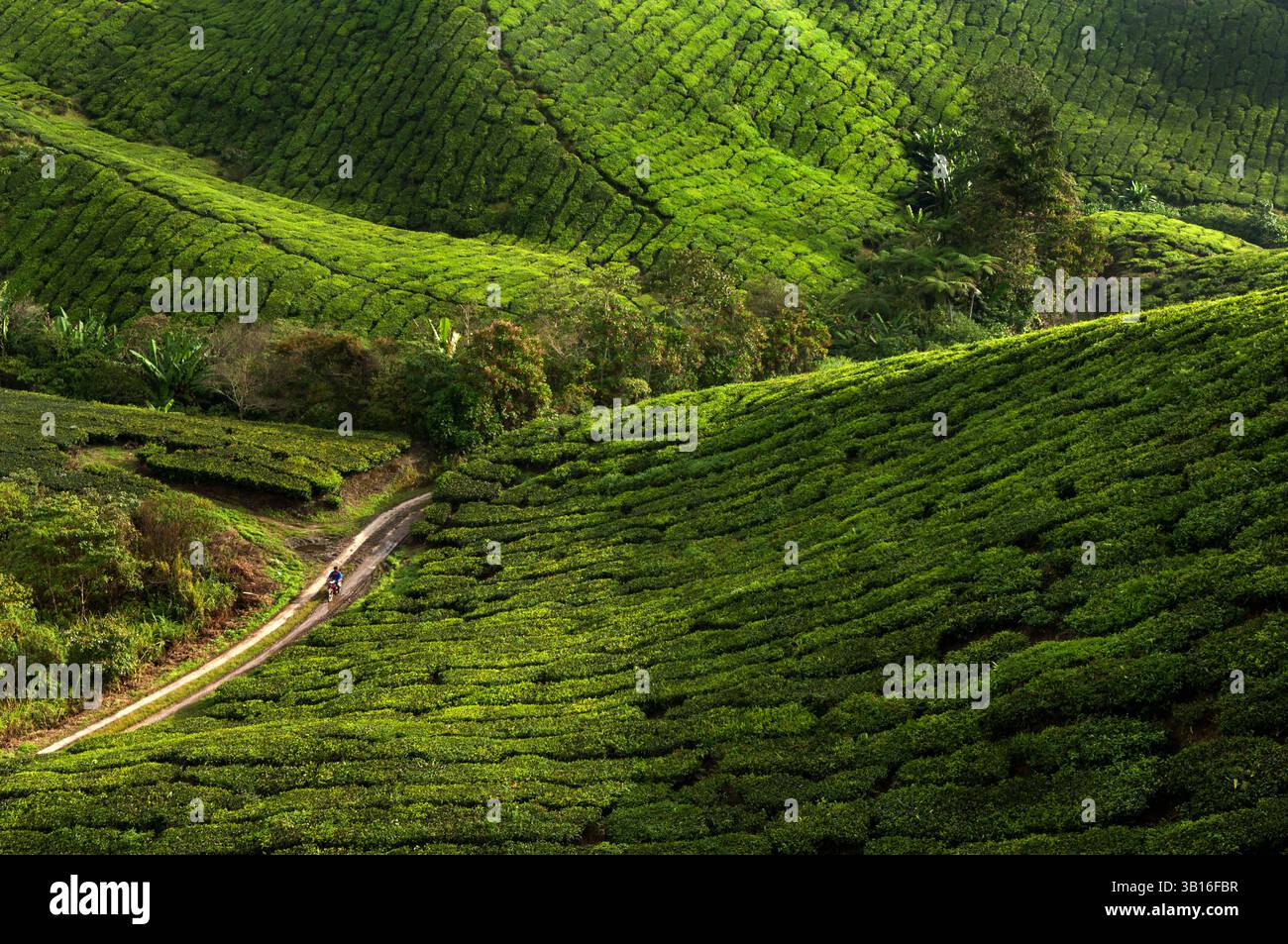 The BOH (Best Of Highlands) tea plantation sits at 4,935 feet above sea ...