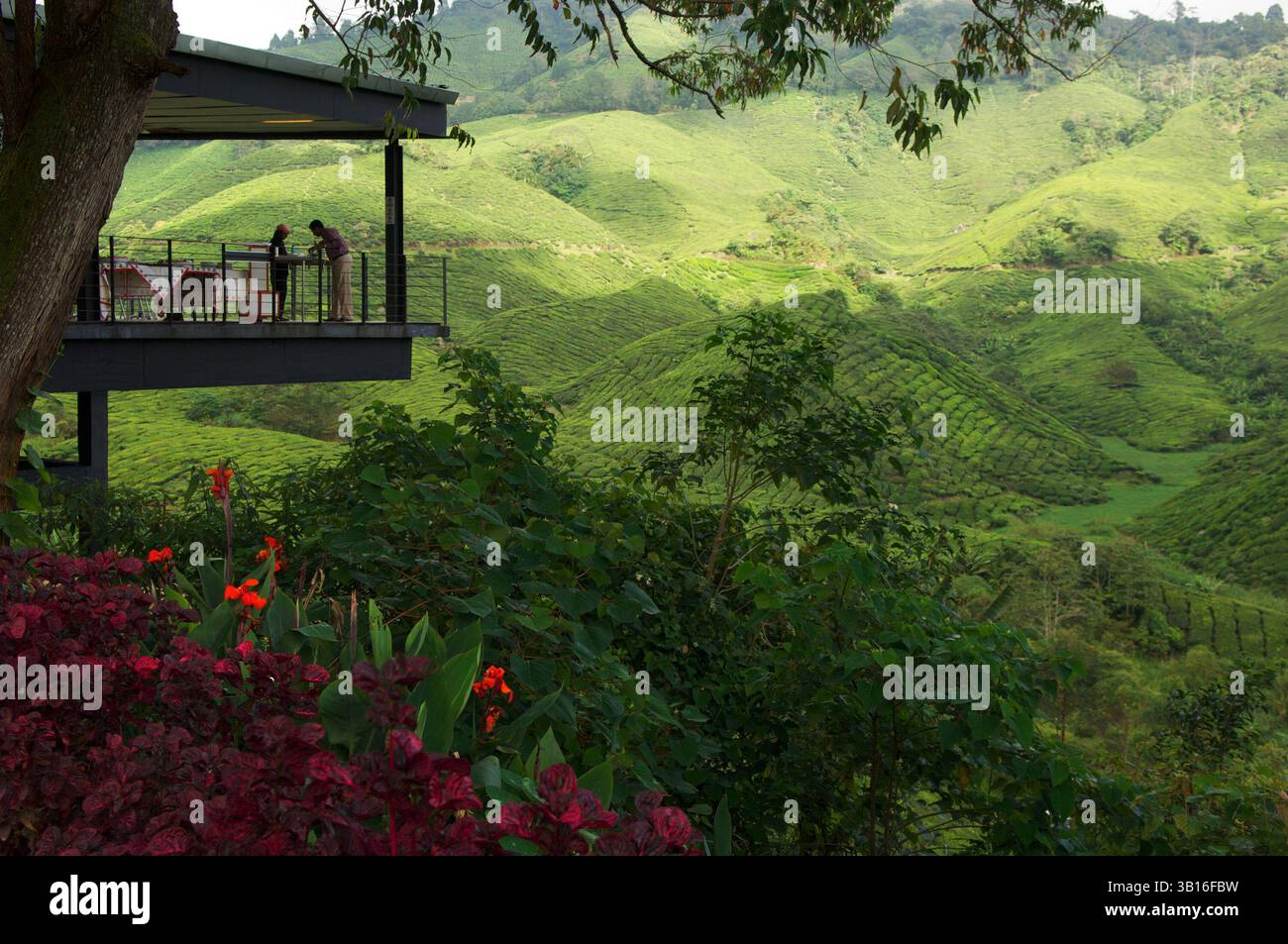The BOH (Best Of Highlands) tea plantation sits at 4,935 feet above sea ...