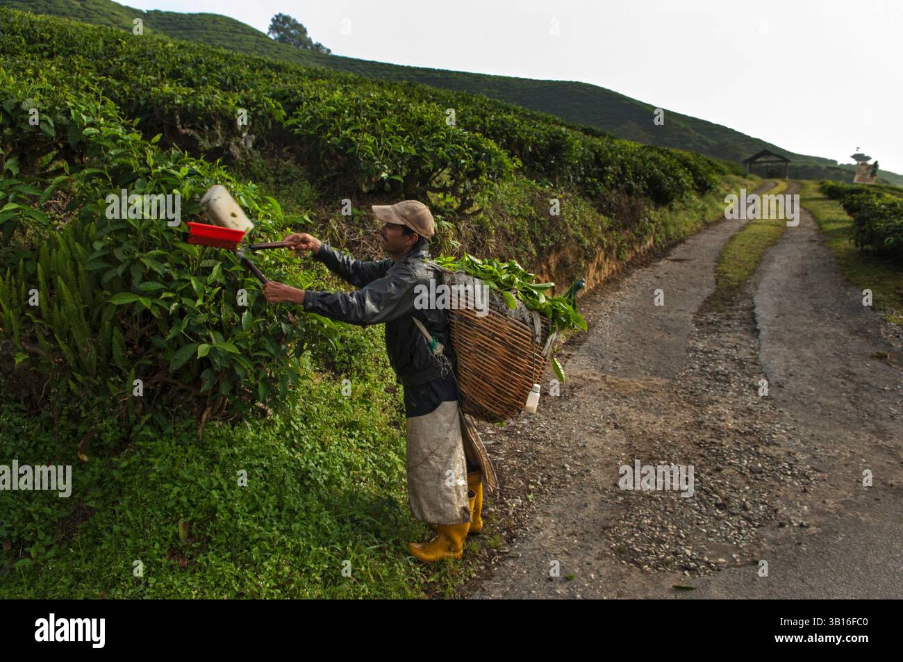 The BOH (Best Of Highlands) tea plantation sits at 4,935 feet above sea ...