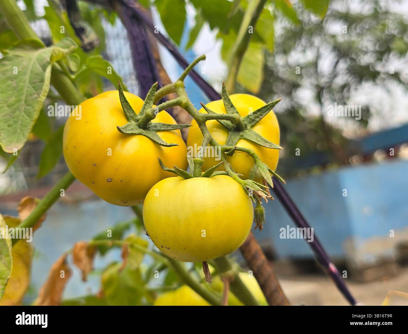 Three mature yellow tomatoes hanging from a tomato plant in a garden - Smartphone Captured Stock Image