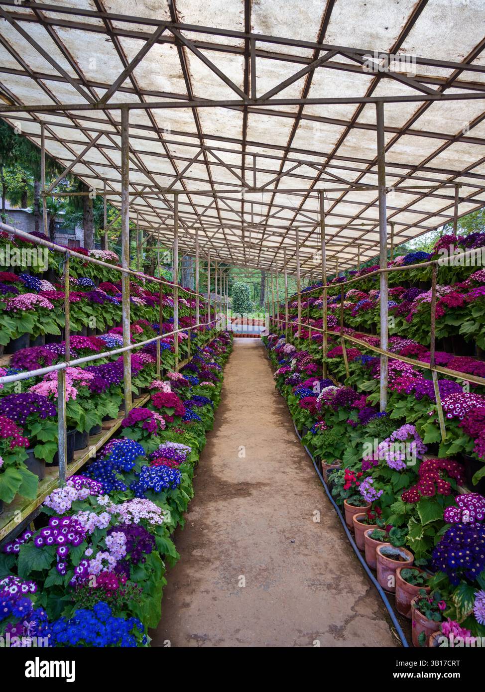 Company Garden, Mussoorie, Uttarakhand, India Stock Photo