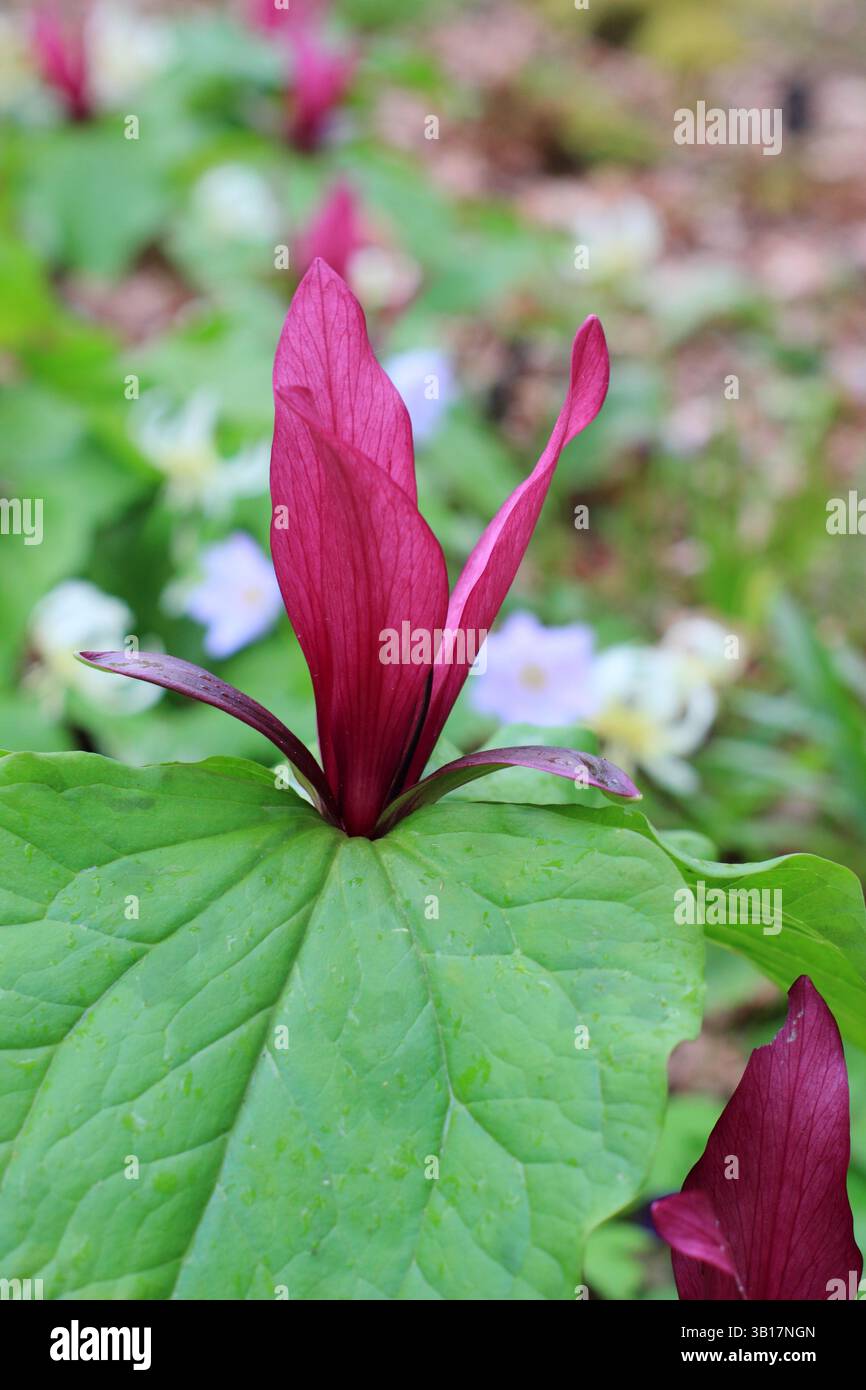 Trillium chloropetalum var. giganteum, or Giant wakerobin in a woodland garden border. UK Stock Photo