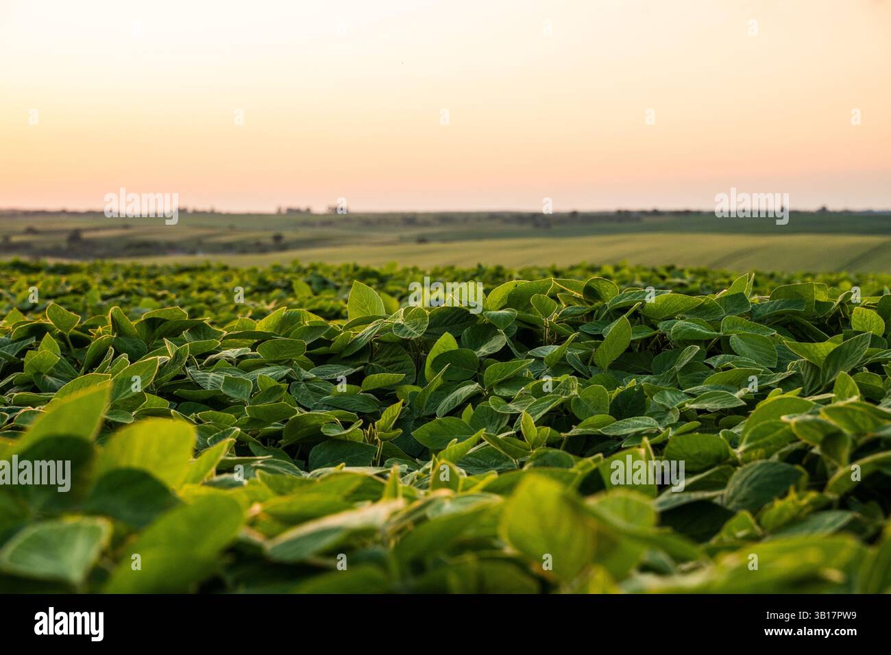 Lush soybean field sunset hi-res stock photography and images - Alamy