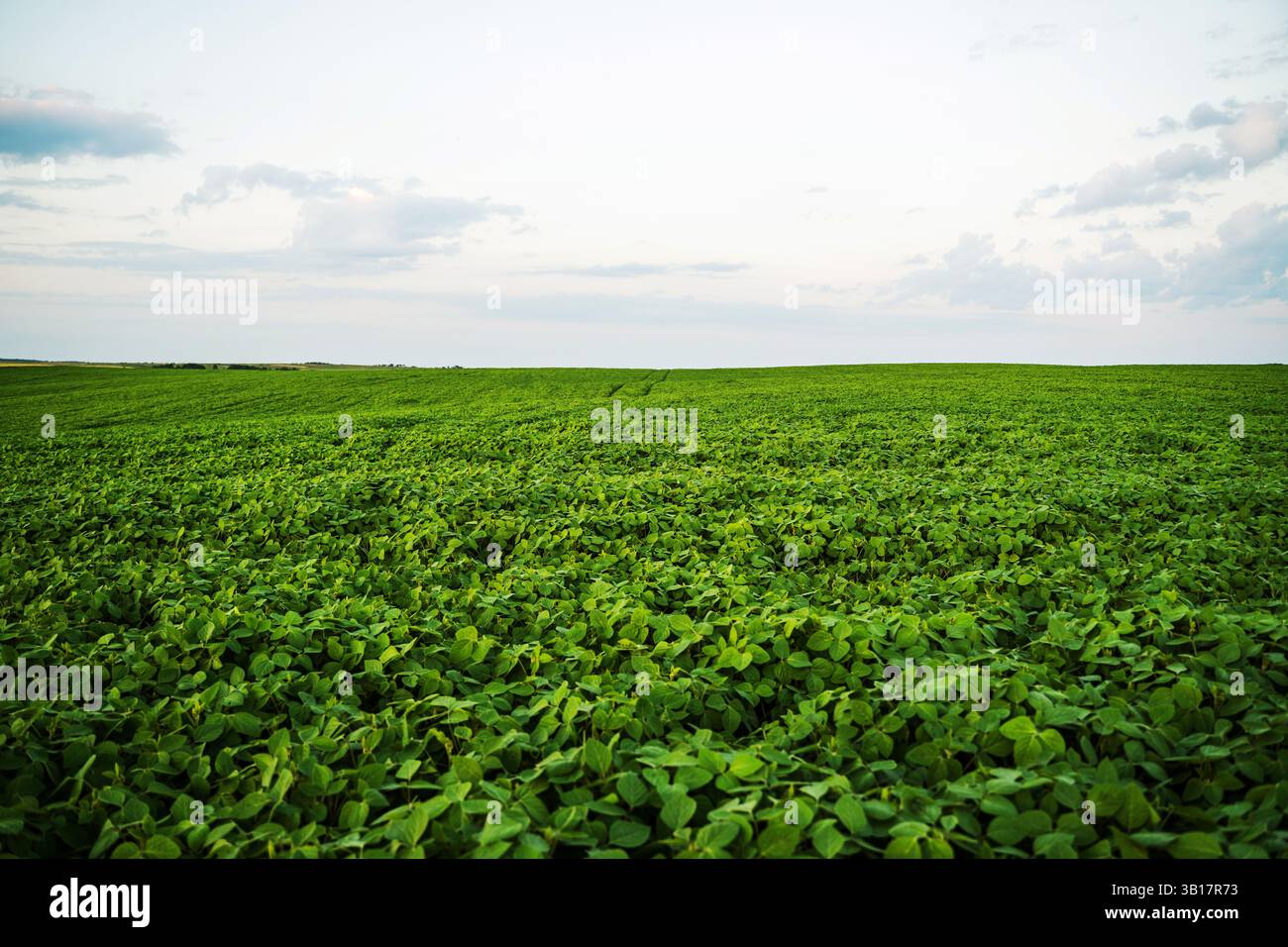Lush soybean field sunset hi-res stock photography and images - Alamy