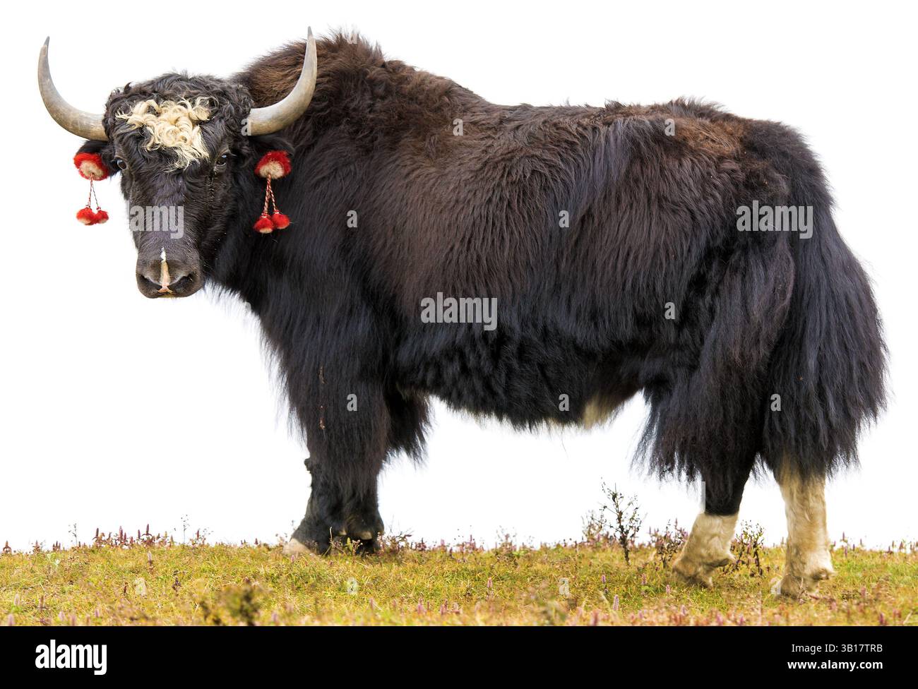 Yak or dzo, black and white yak isolated on white background, in latin Bos mutus grunniens Stock Photo