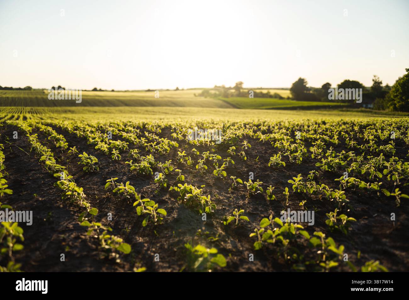 Young soybean plants sunrise hi-res stock photography and images - Alamy