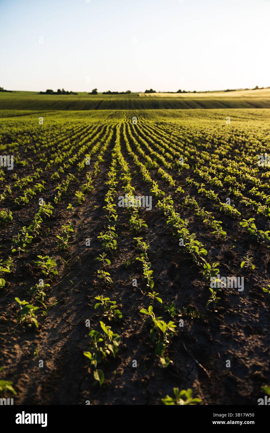 Early growth soybeans hi-res stock photography and images - Alamy