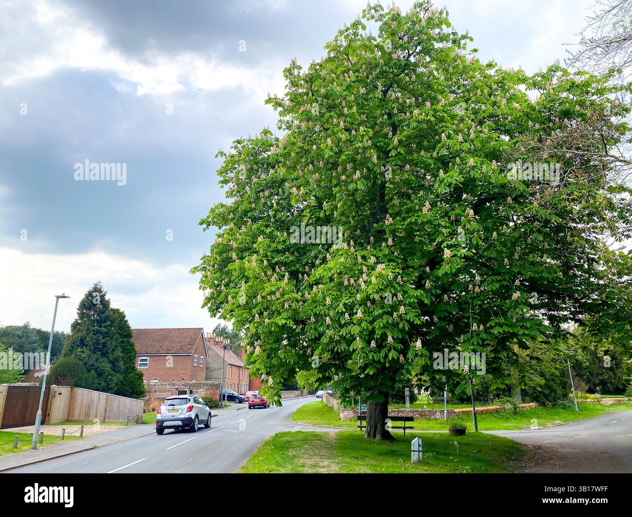 A mature horse chestnut tree stands at the side of New Lane Hill in Tilehurst, Reading, UK - Smartphone Captured Stock Image