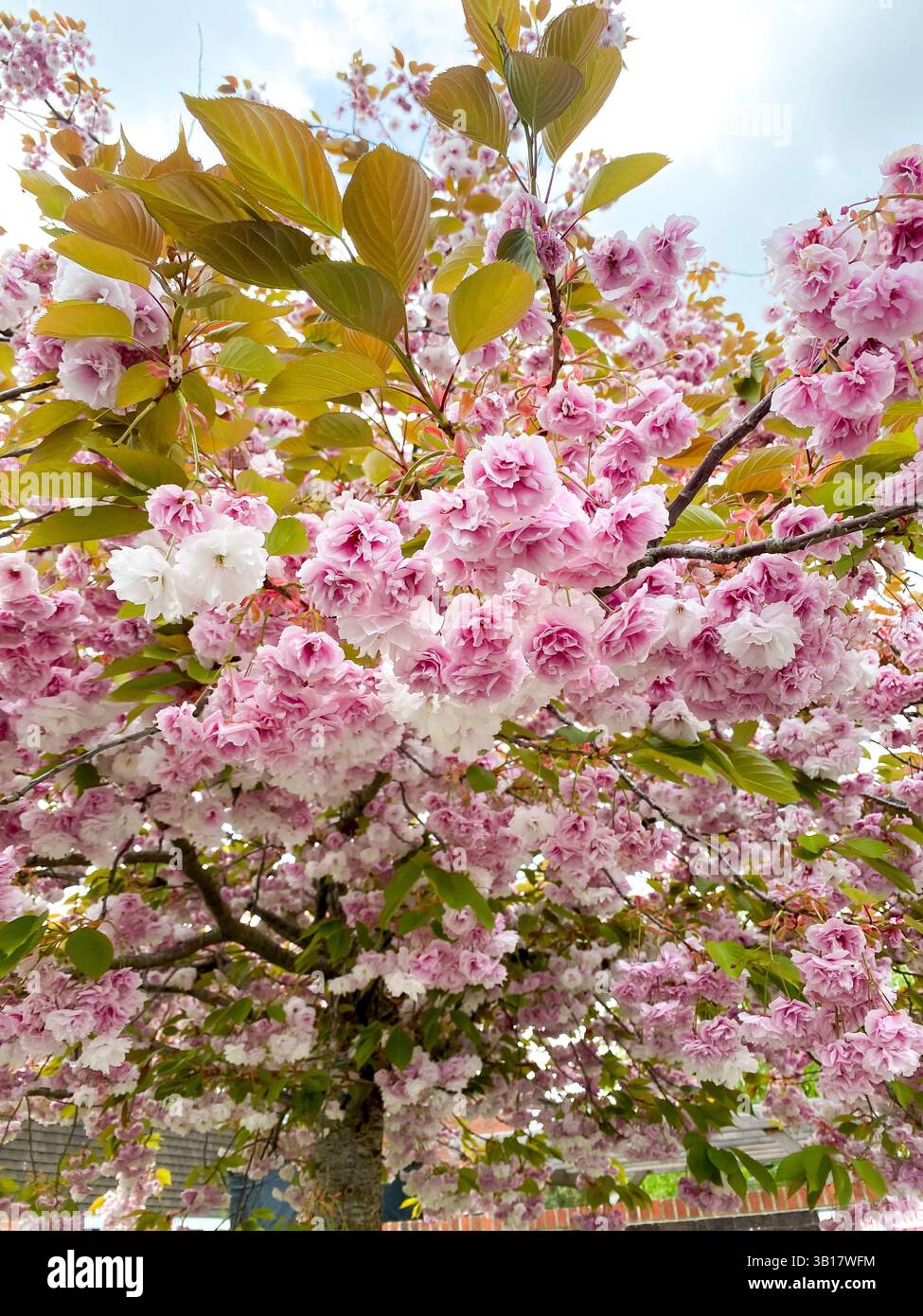 A close up view of blossom on a flowering cherry tree. - Smartphone Captured Stock Image