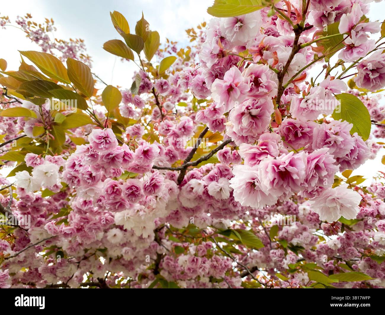 A close up view of blossom on a flowering cherry tree. - Smartphone Captured Stock Image