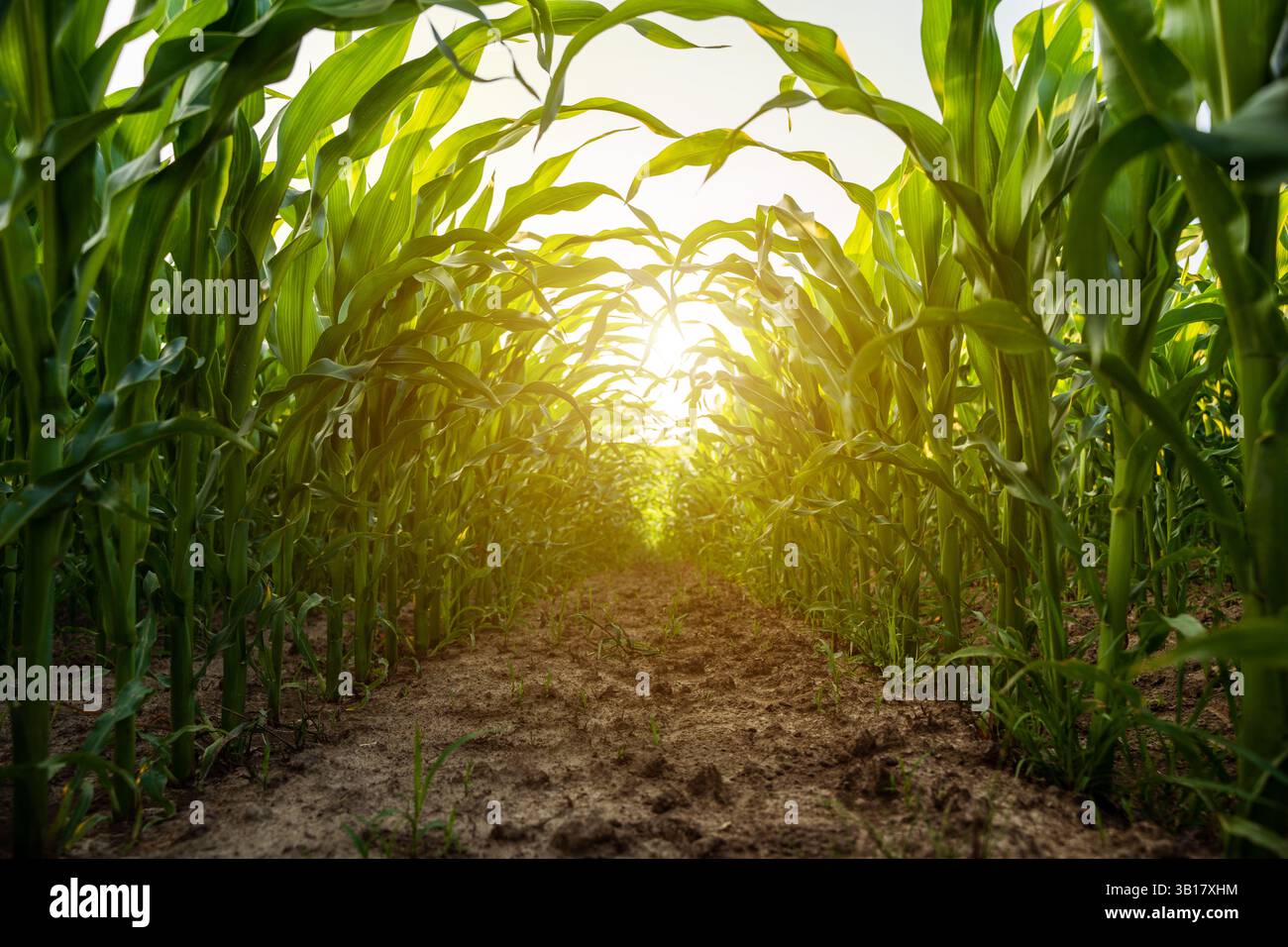 Ground level rows corn crops hi-res stock photography and images - Alamy