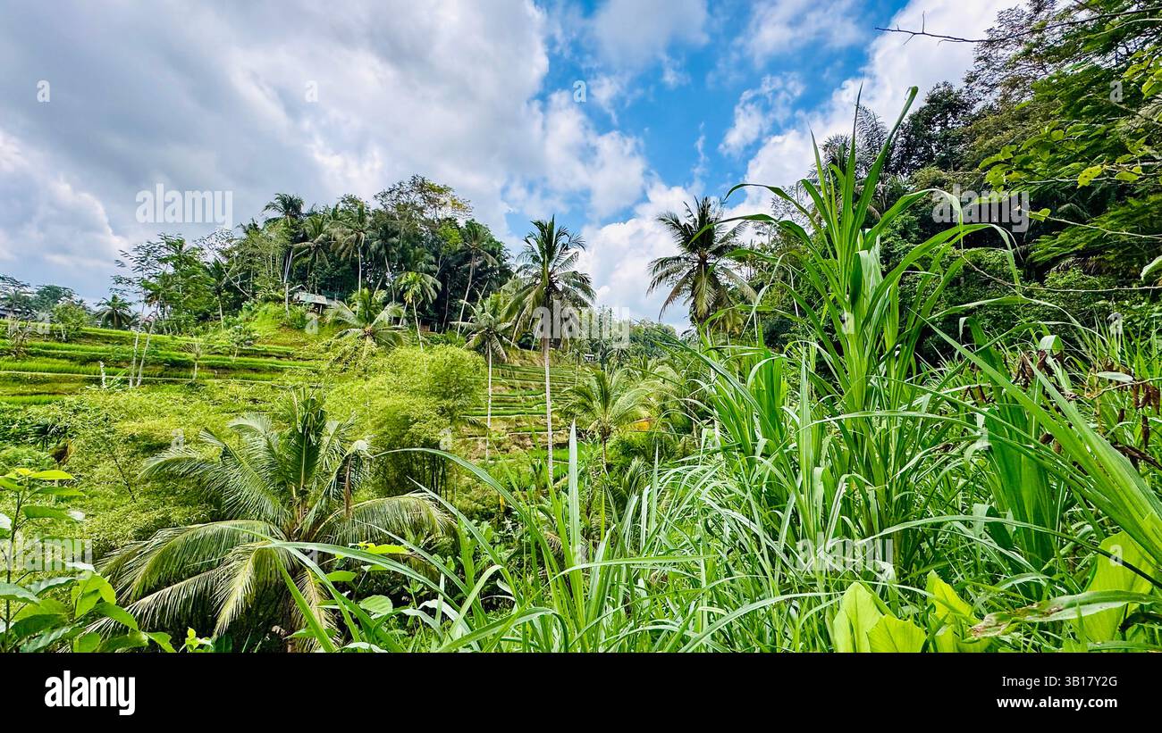 Lush Green Rice Terraces in Ubud, Bali – Tropical Landscape Photography - Smartphone Captured Stock Image