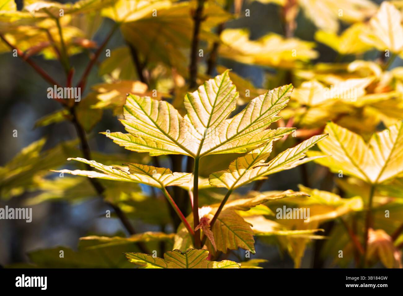 A close-up captures the vibrant yellow leaves of a maple tree in spring ...