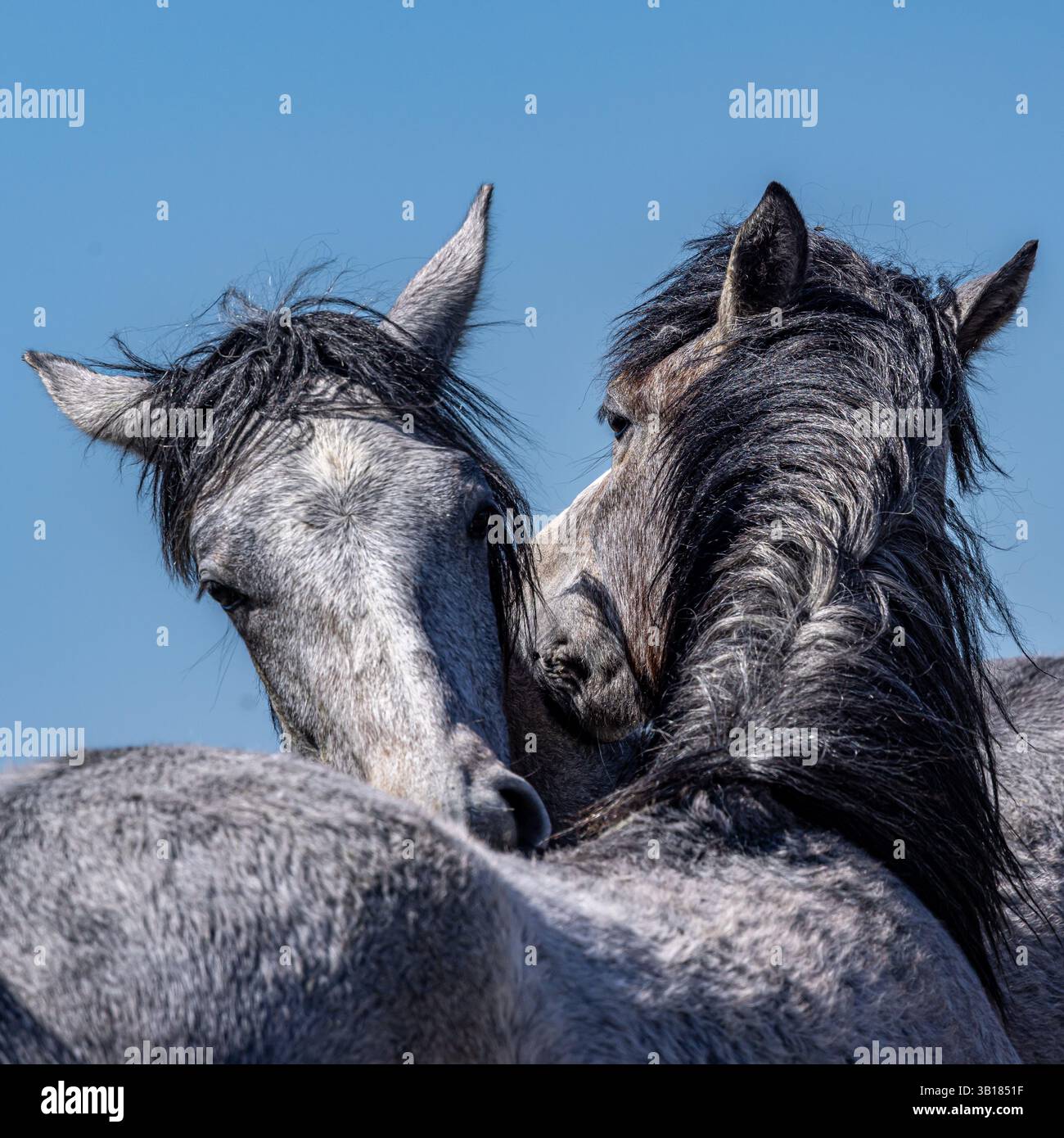 Two horses nuzzling in the countryside, with a blue sky overhead Stock ...