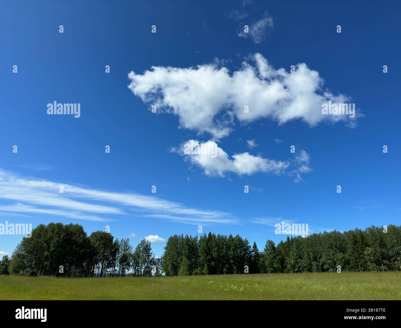 View of a vibrant blue sky with fluffy white clouds and lush green trees. Stock Photo