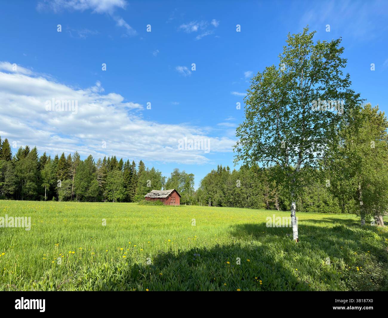 A picturesque red barn in a lush green field under a bright blue summer sky, surrounded by trees in Sweden. - Smartphone Captured Stock Image