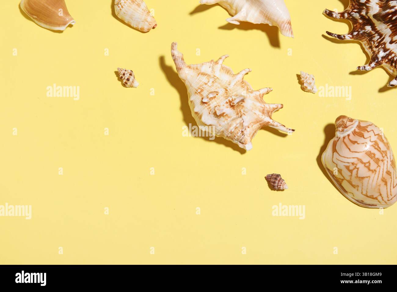 Many different seashells on yellow background Stock Photo